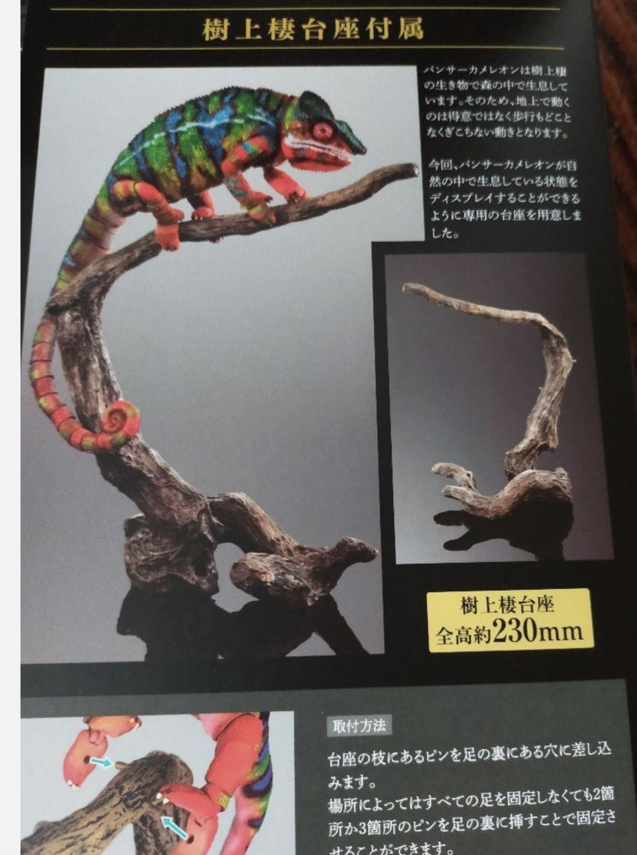 Have a Never Dying Not Eating Chameleon from Japan :: Chameleons